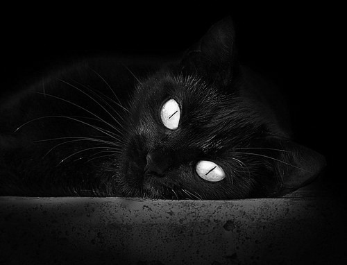 中国足球职业俱乐部开发个性化球员成长档案，国内足球球员数据网站