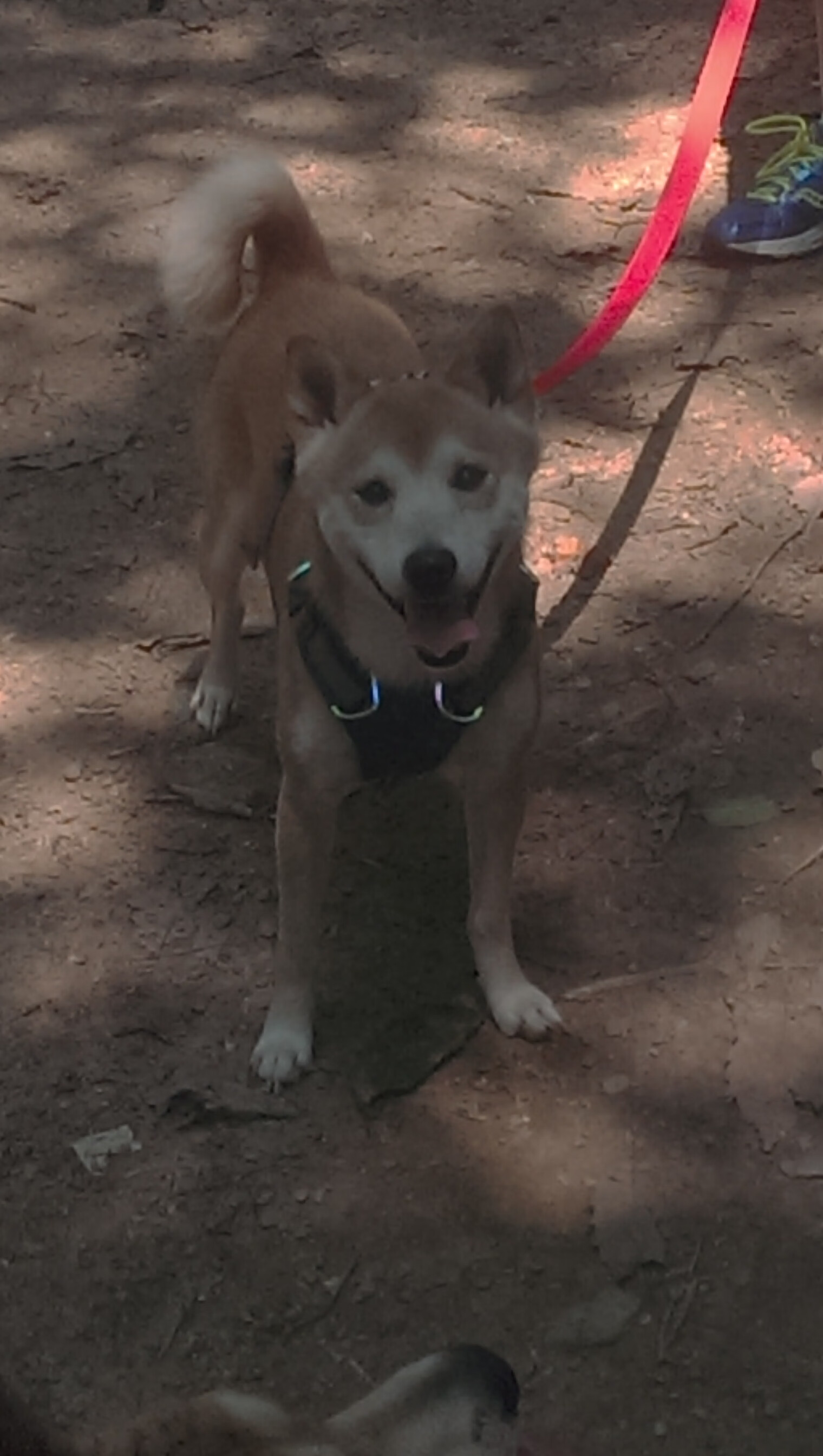 “东部新区定向赛场：徒步越野与智慧导航的结合”