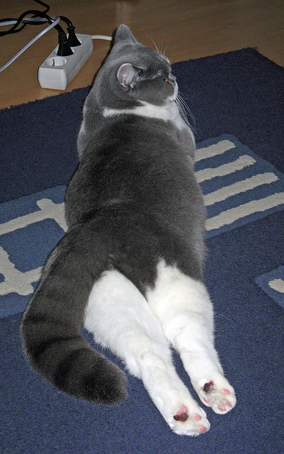 冬奥集训营引进先进训练设备,2022冬奥会国家集训队